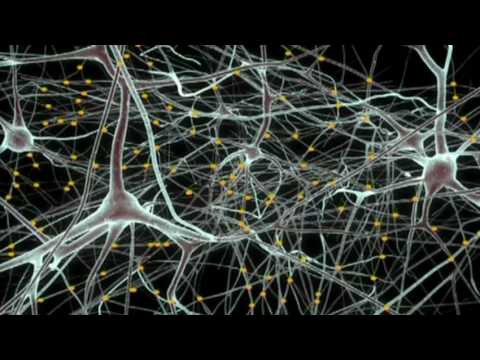 A brain in a supercomputer | Henry Markram